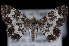 Epirrhoe sperryi1 by Jeremy deWaard, University of British Columbia. Used under a CC BY 3.0 license.
