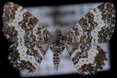 Epirrhoe sperryi2 by Jeremy deWaard, University of British Columbia. Used under a CC BY 3.0 license.