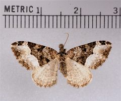 Euphyia intermediata1 by Doctorkilmer. Used under a Public domain license.