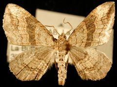 Orthonama evansi by Jeremy deWaard, University of British Columbia. Used under a CC BY 3.0 license.