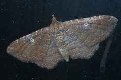 Orthonama obstipata P1440907a by 
xpda. Used under a CC BY-SA 4.0 license.
