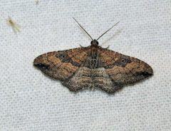 Orthonama obstipata female 1 by Jacy Lucier. Used under a CC BY-SA 4.0 license.