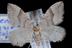 Zenophleps alpinata by Jeremy deWaard, University of British Columbia. Used under a CC BY 3.0 license.