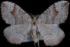 Zenophleps alpinata1 by Jeremy deWaard, University of British Columbia. Used under a CC BY 3.0 license.