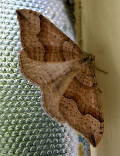 Zenophleps alpinata moth in bathroom at Many Glacier campground - Flickr - Jay Sturner by Jay Sturner from USA. Used under a CC BY 2.0 license.