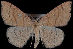 Cyclophora dataria1 by Jeremy deWaard, University of British Columbia. Used under a CC BY 3.0 license.