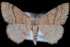 Cyclophora dataria2 by Jeremy deWaard, University of British Columbia. Used under a CC BY 3.0 license.