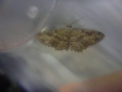 Cyclophora nanaria by Forest &amp; Kim Starr. Used under a CC BY 3.0 license.