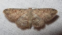Cyclophora nanaria 1 by Jacy Lucier. Used under a CC BY-SA 4.0 license.