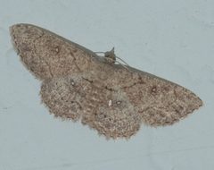Cyclophora nanaria P1110686b by 
xpda. Used under a CC BY-SA 4.0 license.