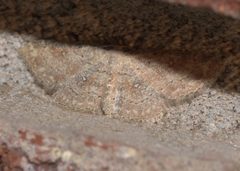 Cyclophora nanaria P1250383a by 
xpda. Used under a CC BY-SA 4.0 license.