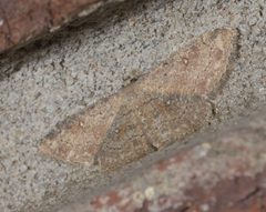 Cyclophora nanaria P1250384a by 
xpda. Used under a CC BY-SA 4.0 license.