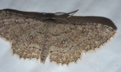 Cyclophora nanaria P1300096b by 
xpda. Used under a CC BY-SA 4.0 license.