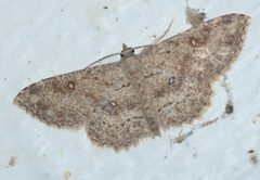 Cyclophora nanaria P1320258a by 
xpda. Used under a CC BY-SA 4.0 license.
