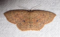 Cyclophora packardi 1 by Jacy Lucier. Used under a CC BY-SA 4.0 license.