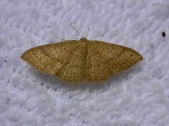 Pleuroprucha asthenaria by Donald Hobern. Used under a CC BY 2.0 license.