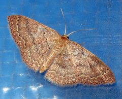 Pleuroprucha insulsaria by Jacy Lucier. Used under a CC BY-SA 4.0 license.