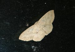 Semaeopus cantona by Kristof Zyskowski & Yulia Bereshpolova. Used under a CC BY 2.0 license.