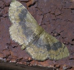Leptostales ferruminaria P1500039a by 
xpda. Used under a CC BY-SA 4.0 license.