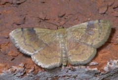 Leptostales ferruminaria P1500372a by 
xpda. Used under a CC BY-SA 4.0 license.