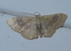 Leptostales ferruminaria P1660545a by 
xpda. Used under a CC BY-SA 4.0 license.