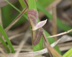 Leptostales laevitaria - inat 56940803 by {{{name}}}. Used under a CC BY-SA 4.0 license.