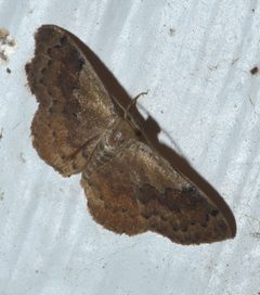 Leptostales P1180733a by 
xpda. Used under a CC BY-SA 4.0 license.