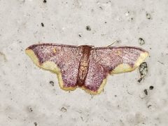 Lophosis labeculata by Arturo Santos. Used under a CC BY 4.0 license.
