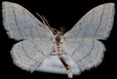 Scopula ancellata by Jeremy deWaard, University of British Columbia. Used under a CC BY 3.0 license.