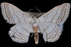 Scopula ancellata1 by Jeremy deWaard, University of British Columbia. Used under a CC BY 3.0 license.