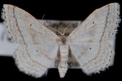 Scopula ancellata2 by Jeremy deWaard, University of British Columbia. Used under a CC BY 3.0 license.