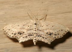 Scopula cacuminaria by Mike Boone. Used under a CC BY-SA 2.5 license.
