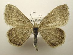 Scopula frigidaria by M. Virtala. Used under a Copyrighted free use license.
