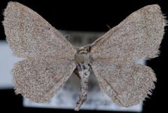 Scopula frigidaria1 by Jeremy deWaard, University of British Columbia. Used under a CC BY 3.0 license.