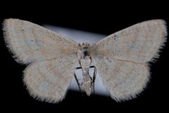 Scopula inductata by Jeremy deWaard, University of British Columbia. Used under a CC BY 3.0 license.