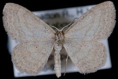 Scopula inductata1 by Jeremy deWaard, University of British Columbia. Used under a CC BY 3.0 license.