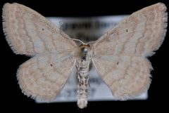Scopula inductata2 by Jeremy deWaard, University of British Columbia. Used under a CC BY 3.0 license.