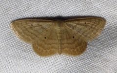 Scopula inductata 1 by Jacy Lucier. Used under a CC BY-SA 4.0 license.