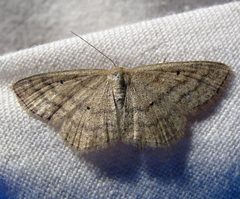 Scopula inductata 2 by Jacy Lucier. Used under a CC BY-SA 4.0 license.