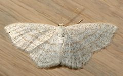 Scopula junctaria by Mike Boone. Used under a CC BY-SA 2.5 license.