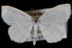 Scopula junctaria1 by Jeremy deWaard, University of British Columbia. Used under a CC BY 3.0 license.