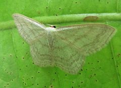 Scopula junctaria 1 by Jacy Lucier. Used under a CC BY-SA 4.0 license.