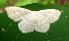 Scopula junctaria 2 by Jacy Lucier. Used under a CC BY-SA 4.0 license.