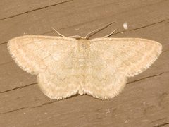 Scopula limboundata by Mike Boone. Used under a CC BY-SA 2.5 license.