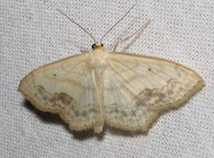 Scopula limboundata 1 by Jacy Lucier. Used under a CC BY-SA 4.0 license.