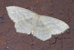 Scopula limboundata P1400818a by 
xpda. Used under a CC BY-SA 4.0 license.