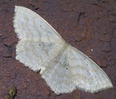 Scopula limboundata P1400914a by 
xpda. Used under a CC BY-SA 4.0 license.