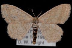 Scopula luteolata by Jeremy deWaard, University of British Columbia. Used under a CC BY 3.0 license.