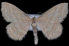 Scopula luteolata1 by Jeremy deWaard, University of British Columbia. Used under a CC BY 3.0 license.