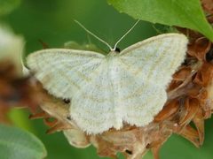 Scopula quadrilineata by iNaturalist Canada user: christine123. Used under a CC BY 4.0 license.